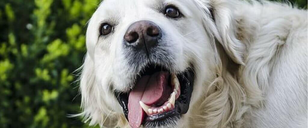 How Often To Get Your Dog S Teeth Cleaned How Often To Get Your Dog S Teeth Cleaned