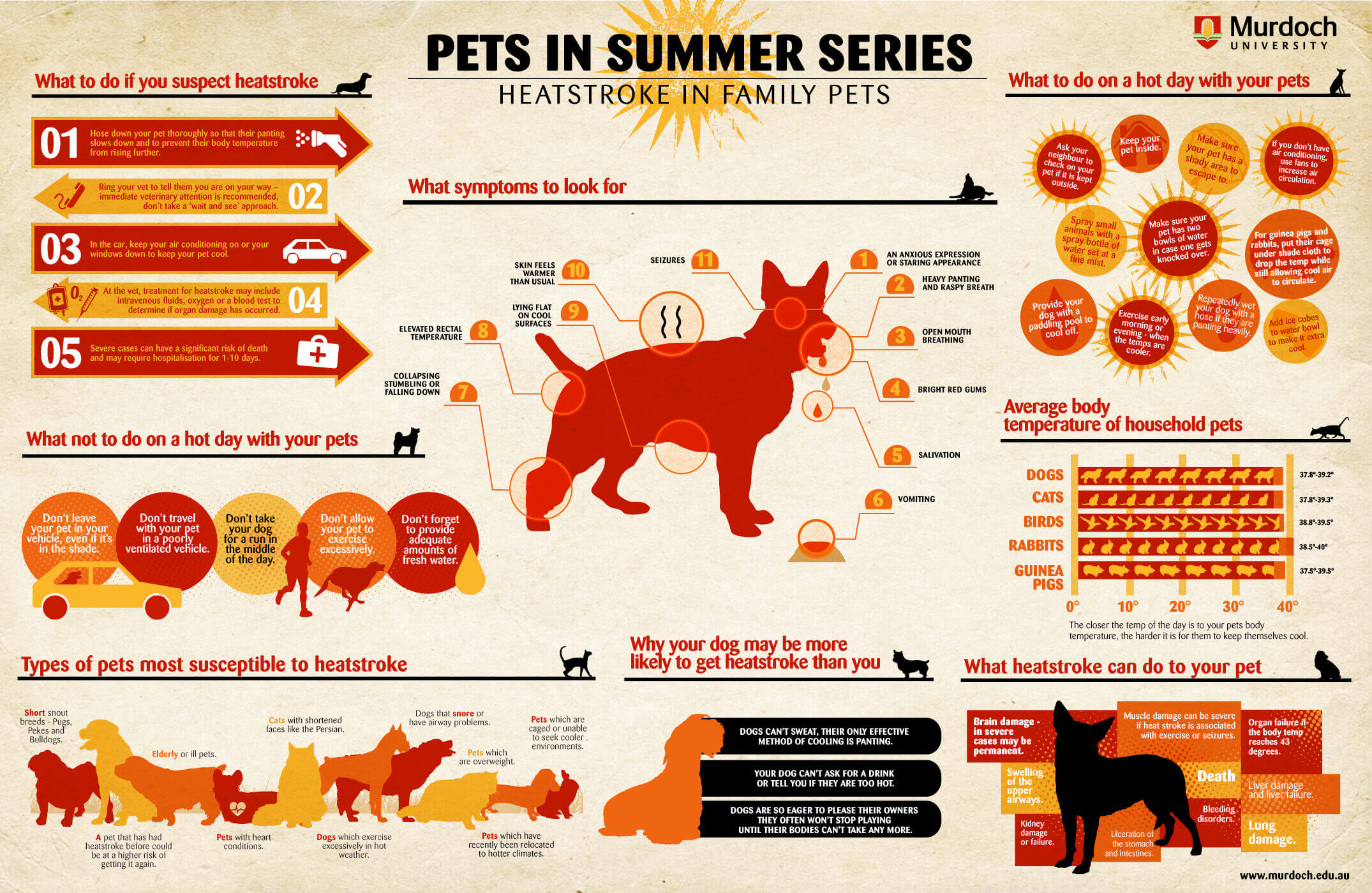 Infographic of heatstrokes and pets