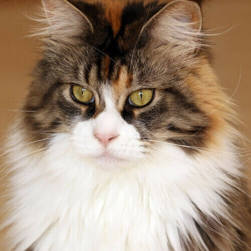 Maine Coon Seven Hills Veterinary Hospital, Inc