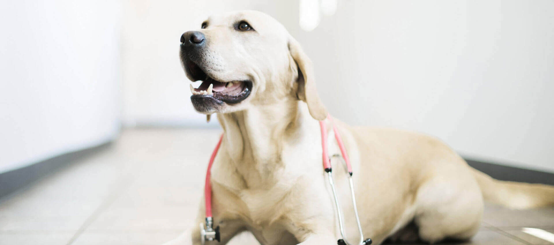 Emergency veterinarian in Aurora