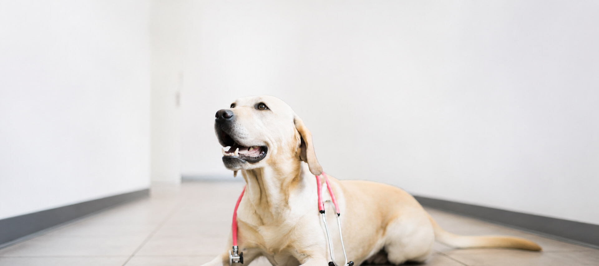 Emergency veterinarian in Aurora