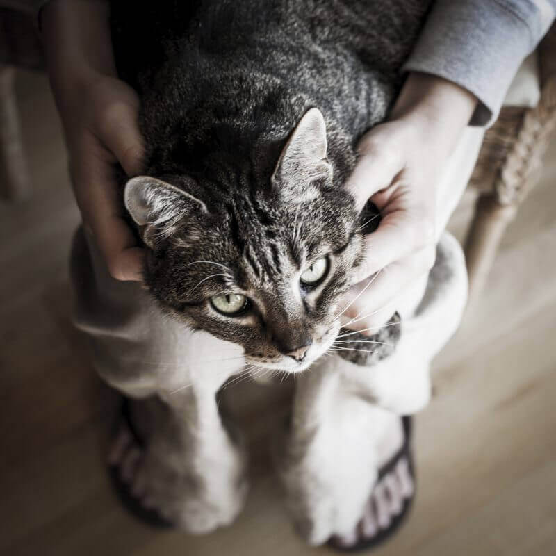 Why Cats Knead Your Pressing Questions Answered! Seven Hills