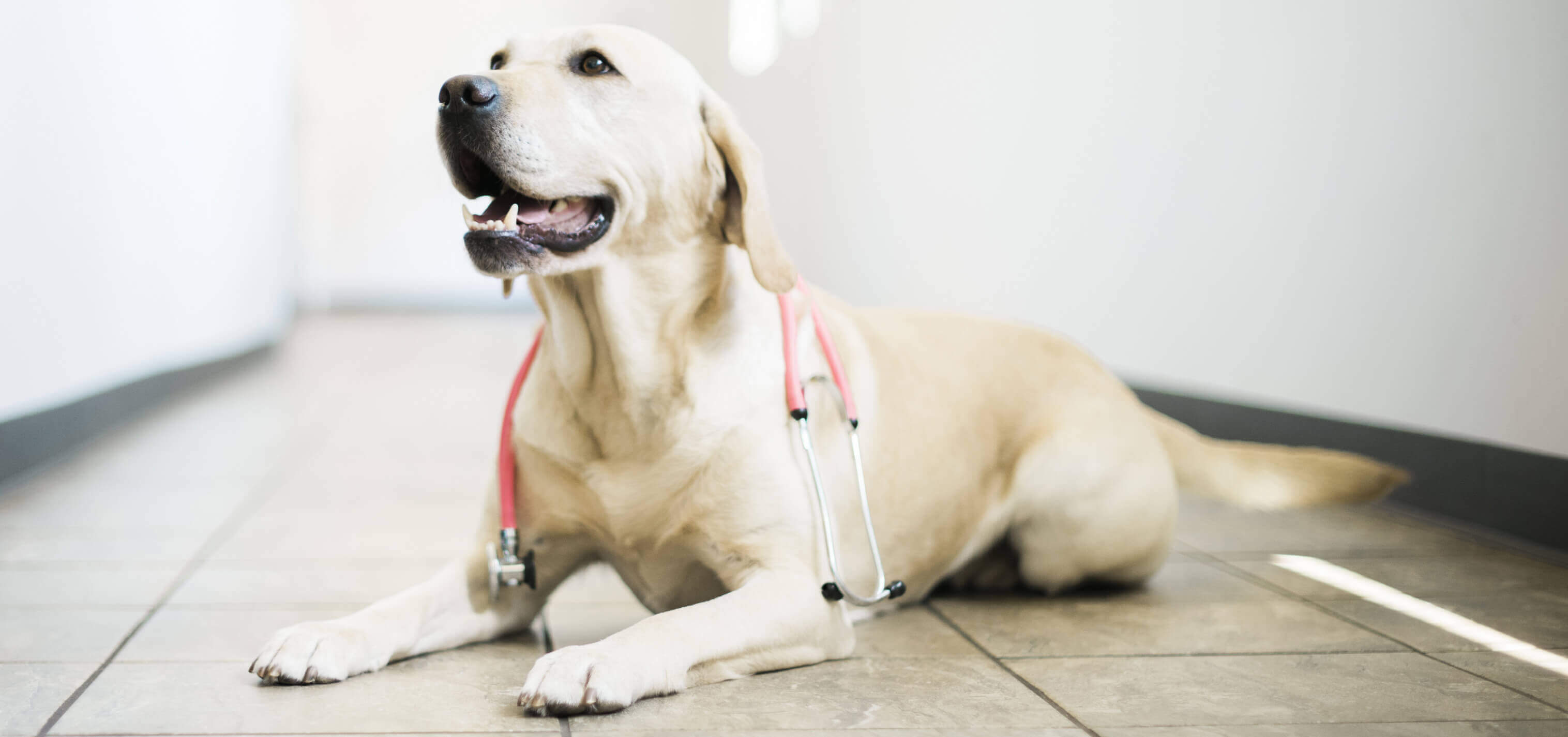 Pets V care Animal Hospital - Top Rated Local Veterinarians – Seven Hills Veterinary Hospital, Inc