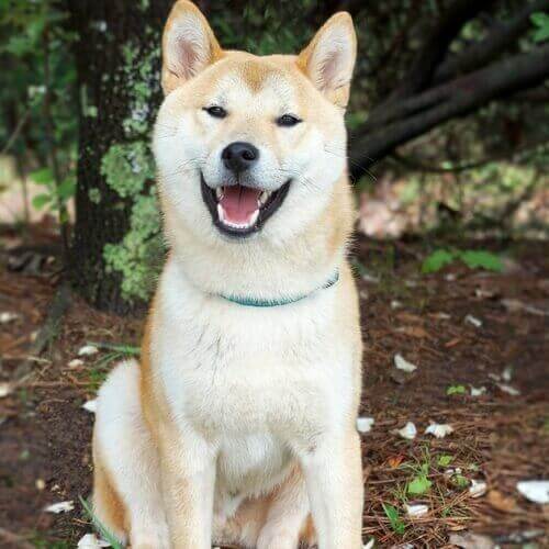 Akita as a service sales dog