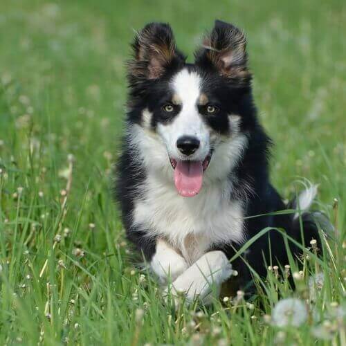 how to stop border collie from chewing