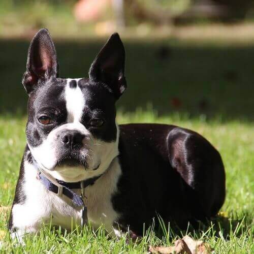 do boston terriers have breathing problems