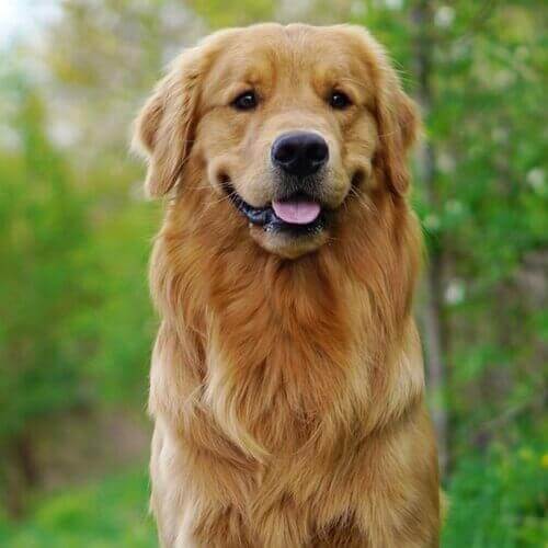 Golden Retriever | Seven Hills Veterinary Hospital, Inc