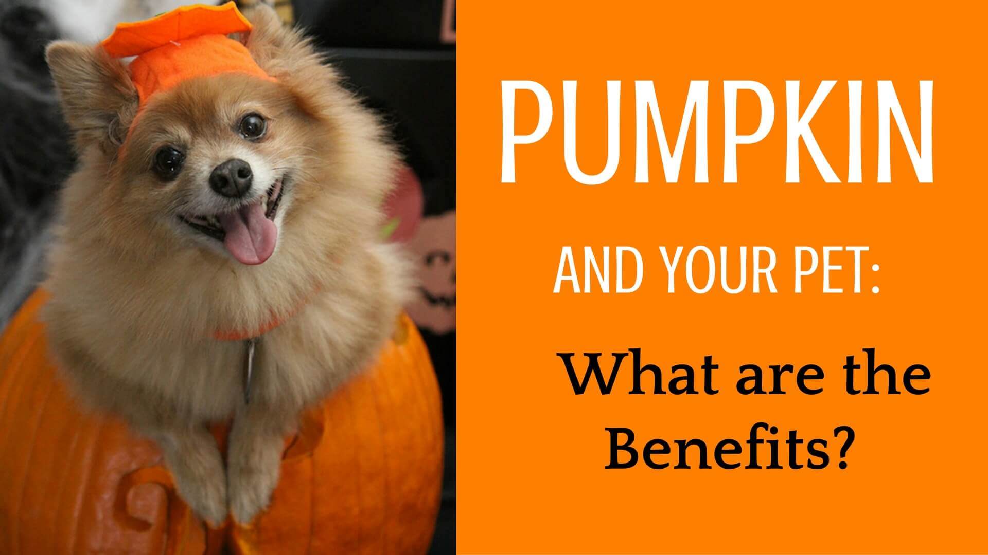 Pumpkin and Your Pet What are the Benefits? Seven Hills Veterinary