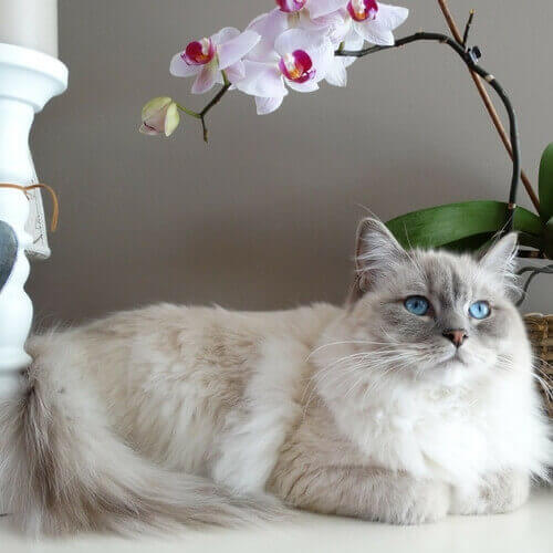 Ragdoll | Seven Hills Veterinary Hospital, Inc