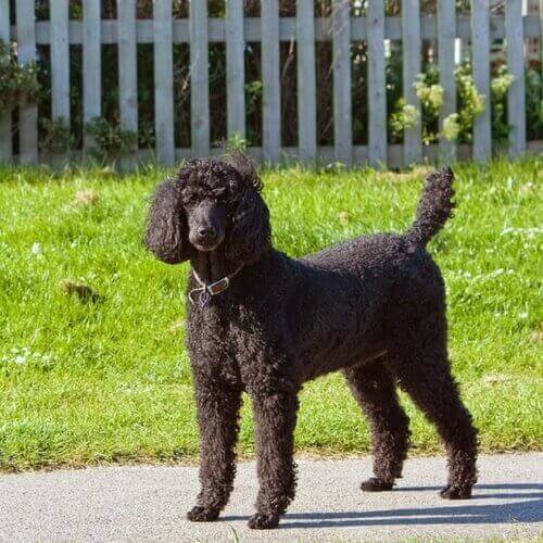 Standard Poodle Seven Hills Veterinary Hospital, Inc