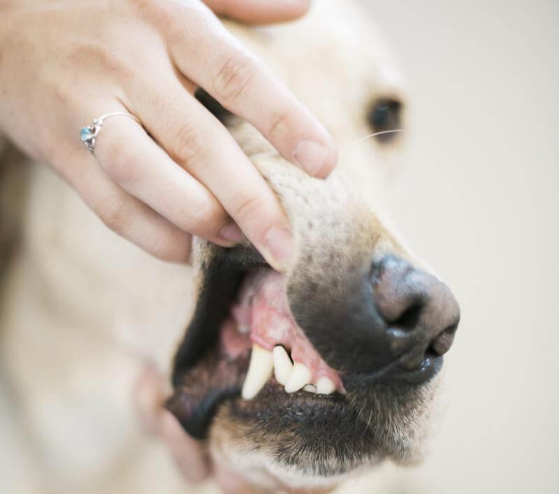 local veterinarians