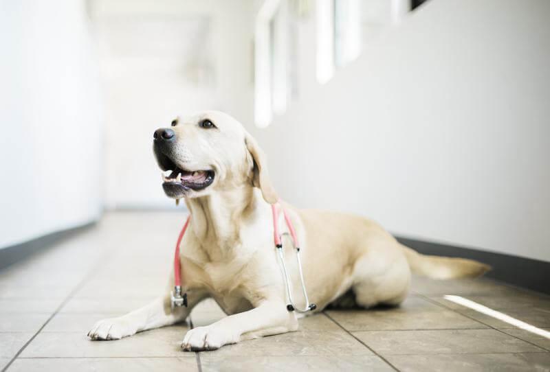 veterinary clinics near me