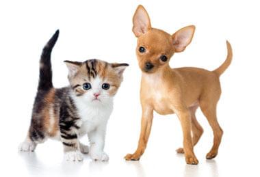 local veterinarians