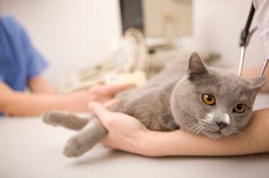 animal hospital