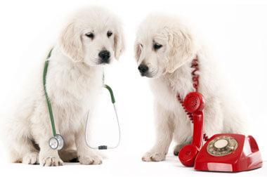 pet hospital