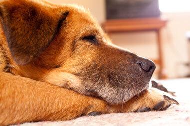 veterinary care