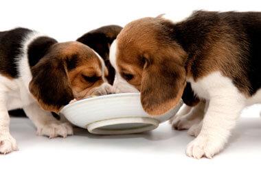 pet health