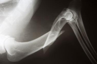 vet clinic near me