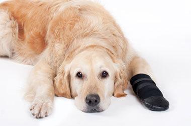 veterinary clinics near me