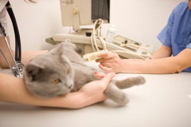animal hospital