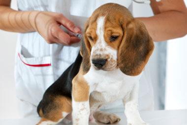veterinary clinic