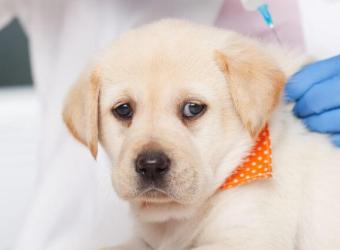 What Happens If You Don't Vaccinate Your Pet? The Risks You Need to Know